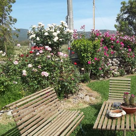 Il Vecchioliveto Di Ornella Bed and Breakfast Marrùbiu Værelse billede
