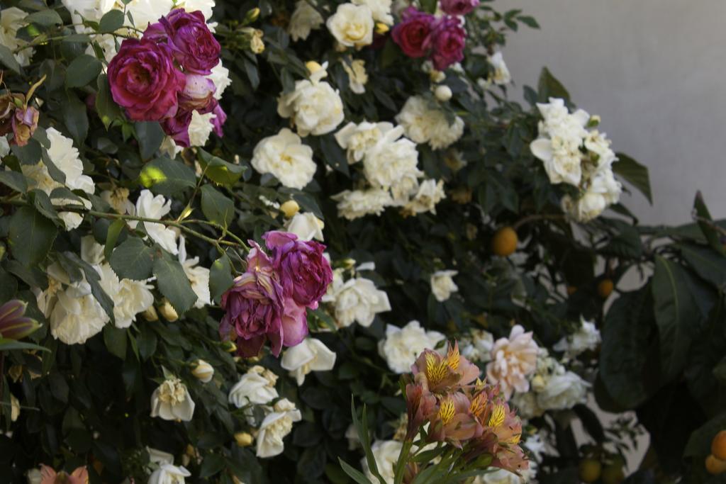 Il Vecchioliveto Di Ornella Bed and Breakfast Marrùbiu Eksteriør billede