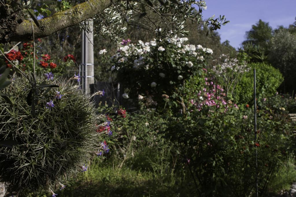 Il Vecchioliveto Di Ornella Bed and Breakfast Marrùbiu Eksteriør billede