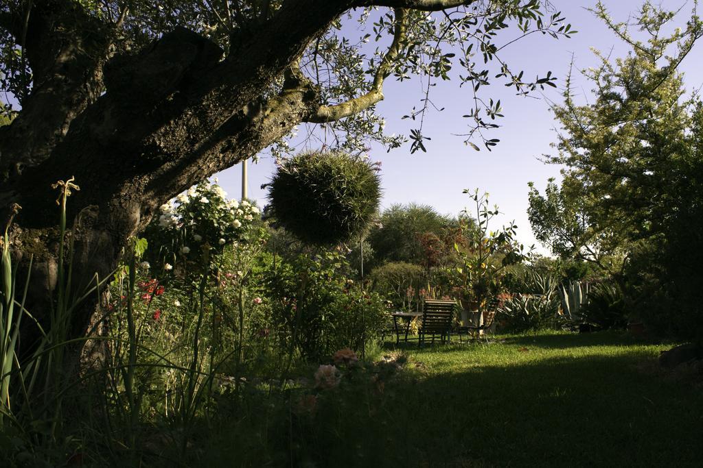 Il Vecchioliveto Di Ornella Bed and Breakfast Marrùbiu Eksteriør billede